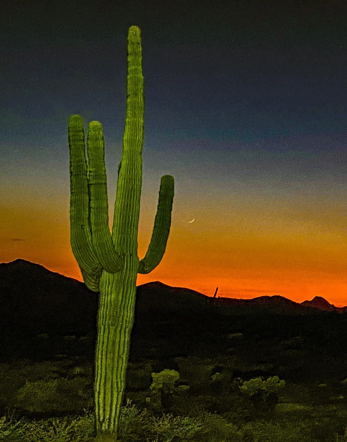A striking landscape featuring a tall cactus beneath a crescent moon with distant mountains in the background. The desert scene evokes the peaceful, natural setting of the community, ideal for leisurely walks and quiet moments outdoors.