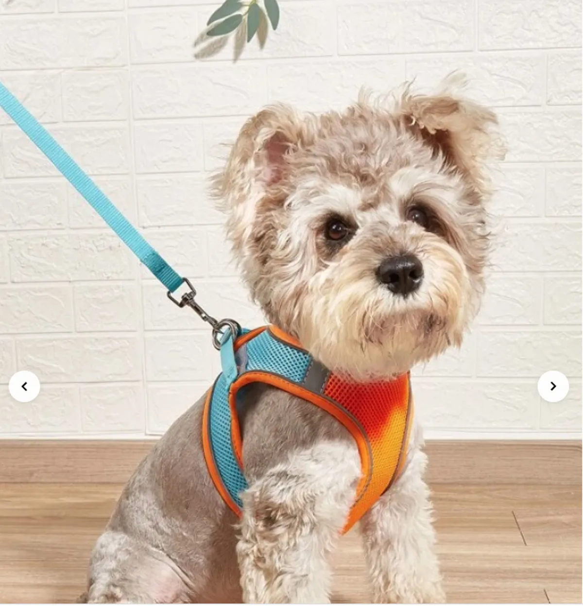A friendly dog in a colorful harness stands against a plain background, exuding joy and playfulness. The image focuses on the pet, capturing the excitement and warmth that comes with bringing a furry companion along.